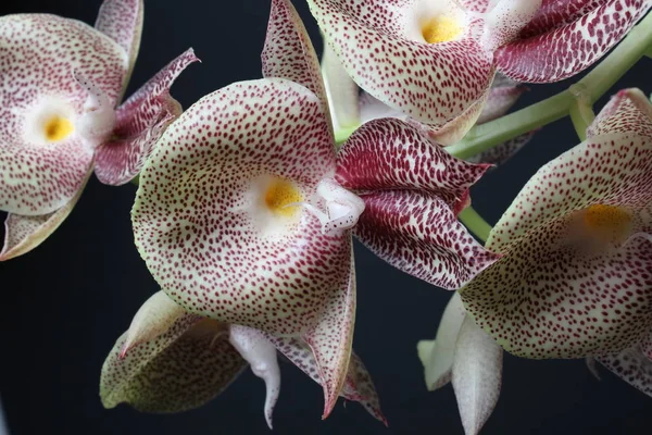 Орхидея Белого Цвета Темном Фоне — стоковое фото