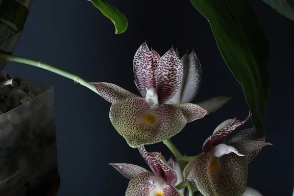 Orquídea Blanco Rojo Sobre Fondo Oscuro — Foto de Stock