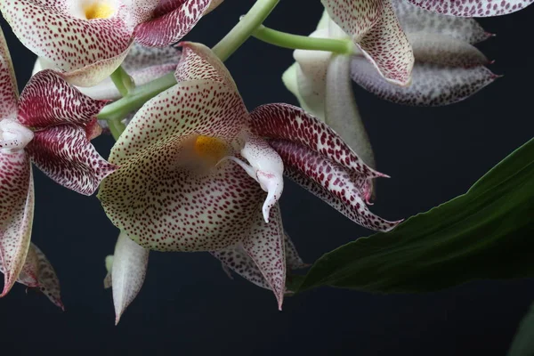 Orquídea Vermelho Branco Sobre Fundo Escuro — Fotografia de Stock