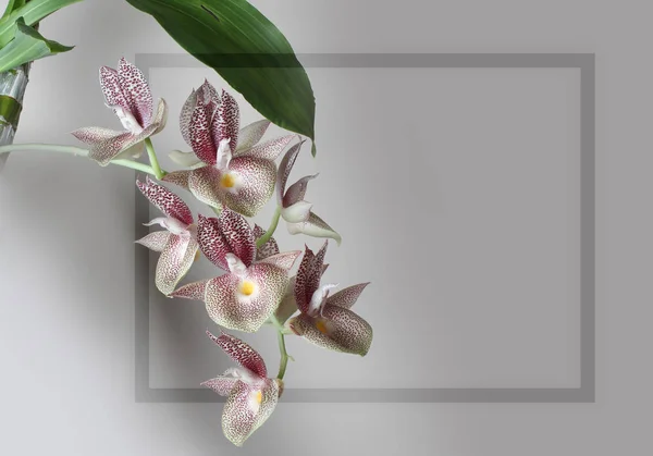 Marco Flor Orquídea Sobre Fondo Gris — Foto de Stock