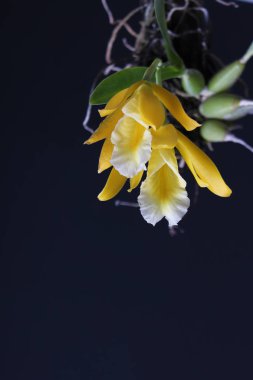 karanlık bir arka plan üzerinde sarı orkide