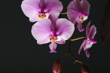 Karanlık bir arka plan üzerinde koyu pembe orkide sağ tarafında kırmızı çiçeği phalaenopsis