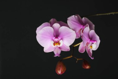 Karanlık bir arka plan üzerinde koyu pembe orkide sağ tarafında kırmızı çiçeği phalaenopsis