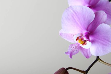 Güzel pembe orkide arka plan açık bej