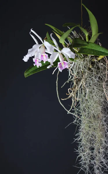 Orquídea Blanco Rojo Sobre Fondo Oscuro — Foto de Stock