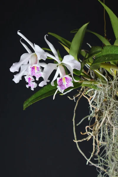 Orquídea Blanco Rojo Sobre Fondo Oscuro — Foto de Stock