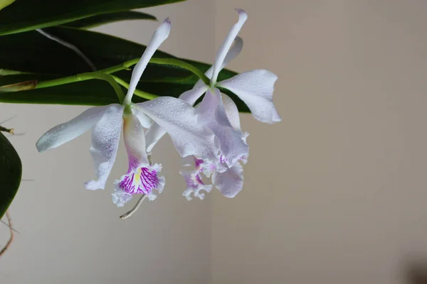 Flor Orquídea Cor Clara Manchas Rosa — Fotografia de Stock