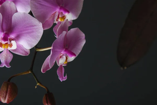 Magenta Blüte Phalaenopsis Auf Der Rechten Seite Der Dunkelrosa Orchidee — Stockfoto