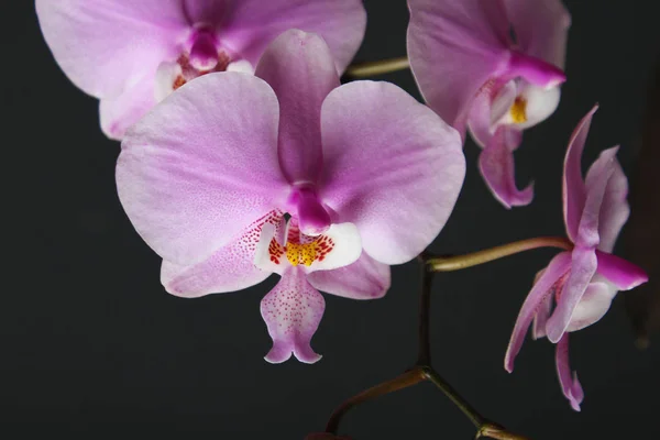 Magenta Blüte Phalaenopsis Auf Der Rechten Seite Der Dunkelrosa Orchidee — Stockfoto