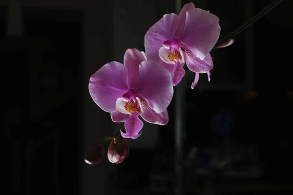 Magenta Blossom Phalaenopsis Right Side Dark Pink Orchid Dark Background — Stock Photo, Image