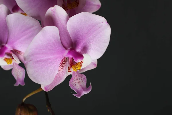 Magenta Blüte Phalaenopsis Auf Der Rechten Seite Der Dunkelrosa Orchidee — Stockfoto