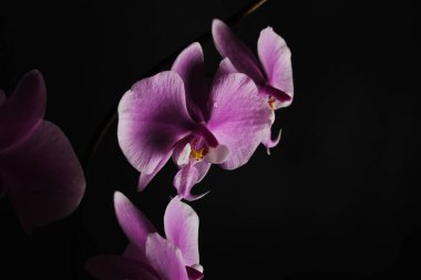 siyah zemin pembe orkide