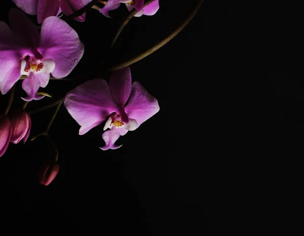 Orchidea Rosa Sfondo Nero — Foto Stock