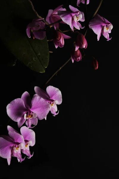 Pink Orchid Black Background — Stock Photo, Image