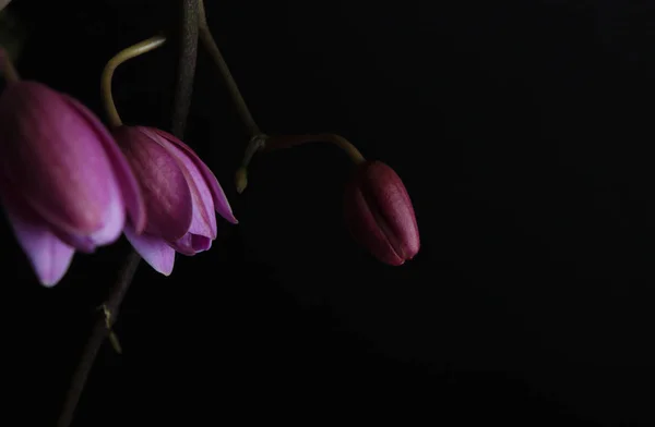Orquídea Rosa Sobre Fondo Negro — Foto de Stock