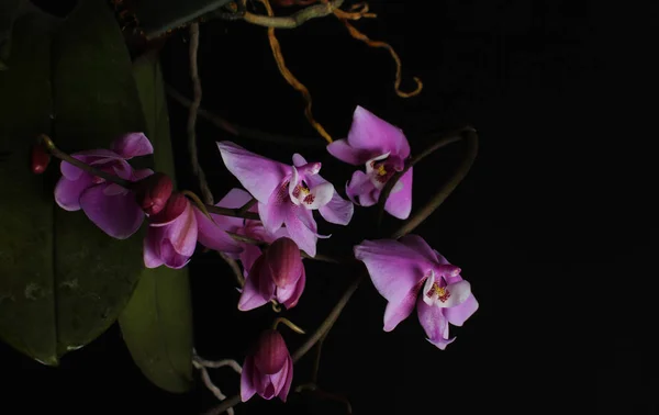 Розовая Орхидея Черном Фоне — стоковое фото
