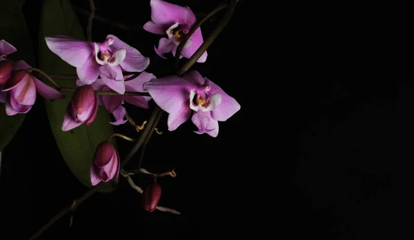 Rosa Orchidee Auf Schwarzem Hintergrund — Stockfoto