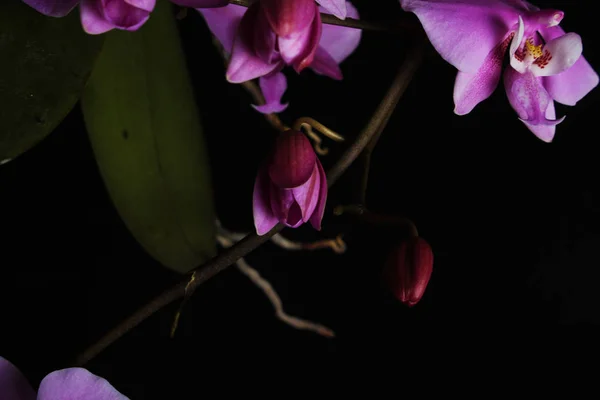Розовая Орхидея Черном Фоне — стоковое фото