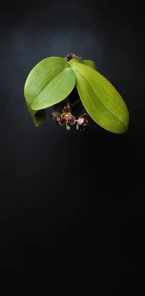 Orchidea Bordó Fekete Alapon Sötét Foltok — Stock Fotó