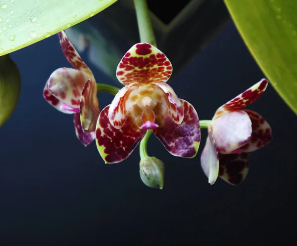 Orquídea Salpicos Borgonha Fundo Preto Escuro — Fotografia de Stock