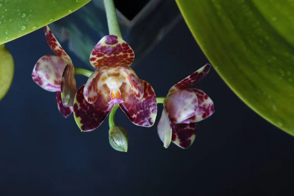 Orchidee Fleckig Weinrot Auf Dunkelschwarzem Hintergrund — Stockfoto