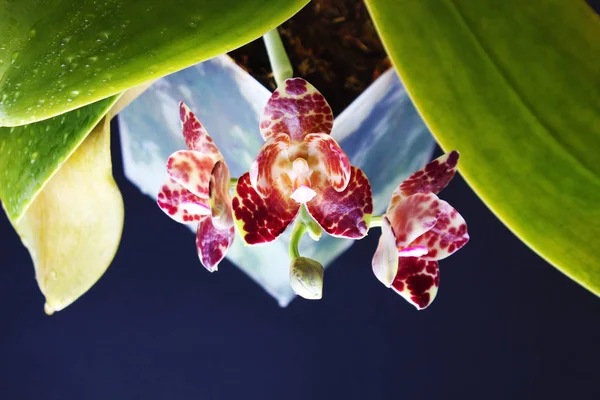 Orquídea Salpicos Borgonha Fundo Preto Escuro — Fotografia de Stock