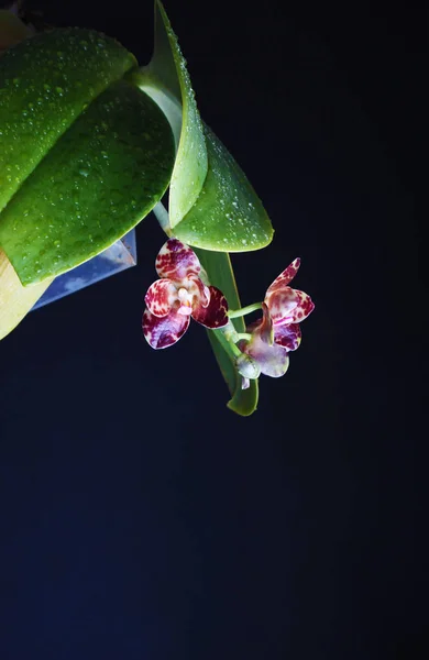 Orchid Speckles Burgundy Dark Black Background — стоковое фото