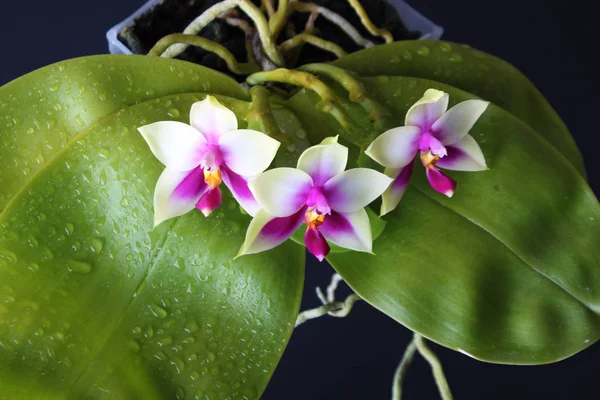 Orchid White Fuchsia Pink Leaves Dark Background — Stock Photo, Image