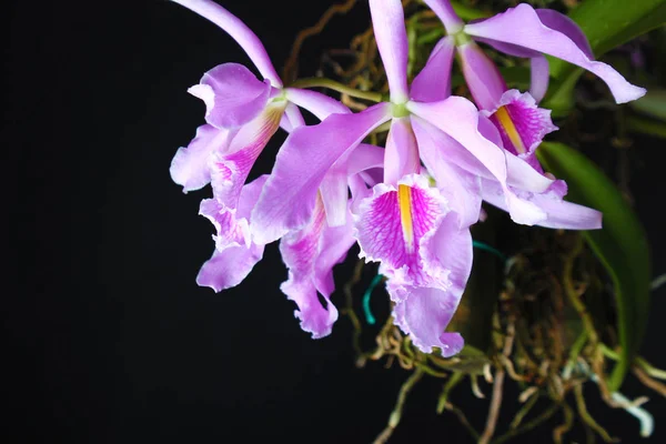 Orquídea Hojas Color Rosa Blanco Sobre Fondo Oscuro — Foto de Stock