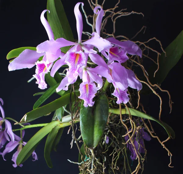 Orquídea Hojas Color Rosa Blanco Sobre Fondo Oscuro — Foto de Stock