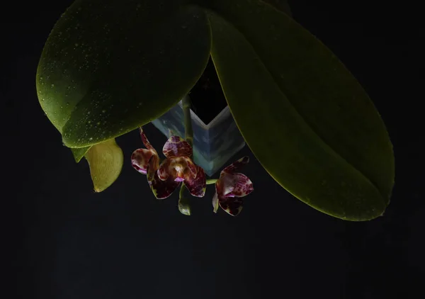 Orchid Speckles Burgundy Dark Black Background — стоковое фото