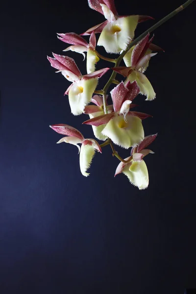 Orchidea Sfondo Nero Bordeaux Bianco — Foto Stock
