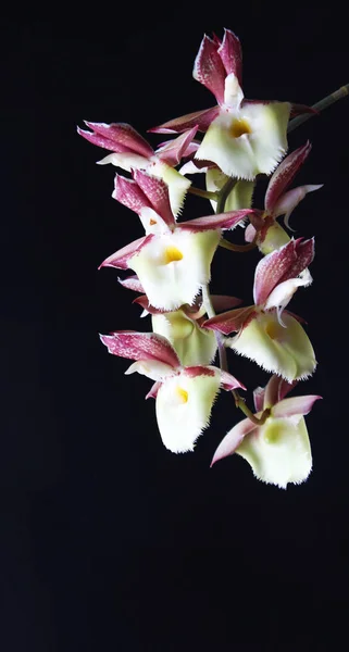 Orchidea Sfondo Nero Bordeaux Bianco — Foto Stock