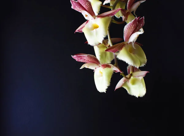 Orchid Black Background Burgundy White — Stock Photo, Image