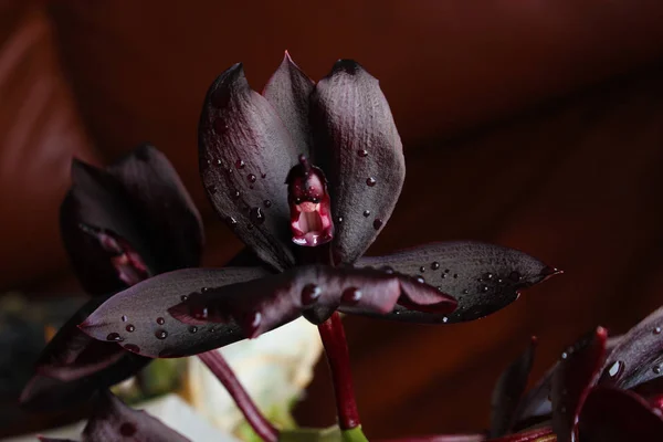 Orquídea Flor Oscuro Borgoña Marrón Fondo — Foto de Stock