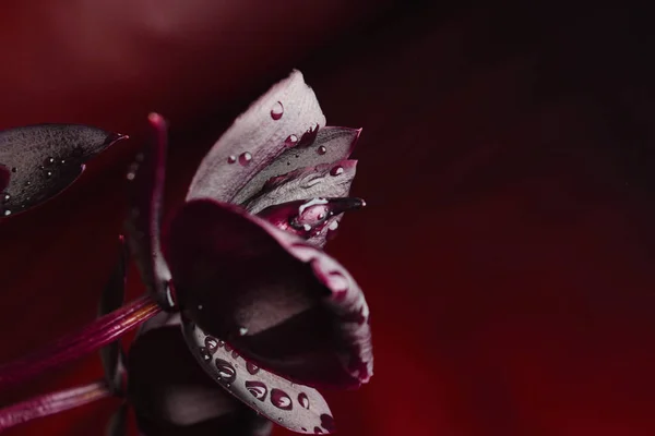 orkide çiçek Koyu bordo kahverengi zemin