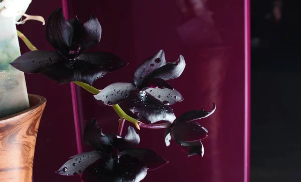 Orchidea Fiore Scuro Bordeaux Rosso Sfondo — Foto Stock