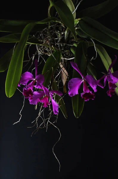 Rosa Flor Orquídea Púrpura Sobre Fondo Oscuro — Foto de Stock