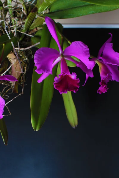 Rosa Flor Orquídea Púrpura Sobre Fondo Oscuro — Foto de Stock