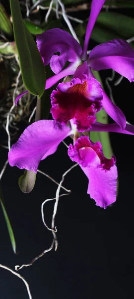 Rosa Flor Orquídea Púrpura Sobre Fondo Oscuro — Foto de Stock