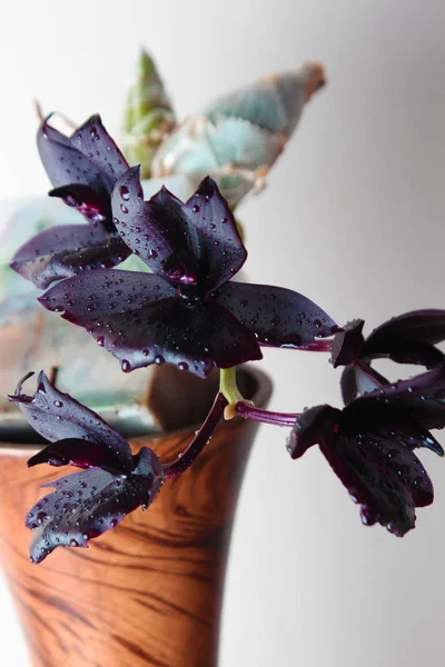 Fiore Nero Scuro Del Orchid Uno Sfondo Chiaro — Foto Stock