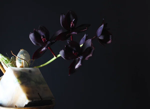 Orchidea Virág Sötét Bordó Fekete — Stock Fotó