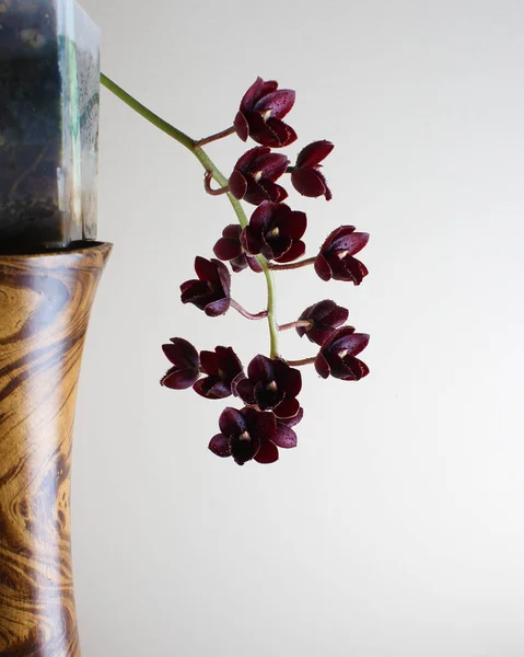 Бургундская Красная Орхидея Светлом Фоне Fredklarkeara После Темноты — стоковое фото