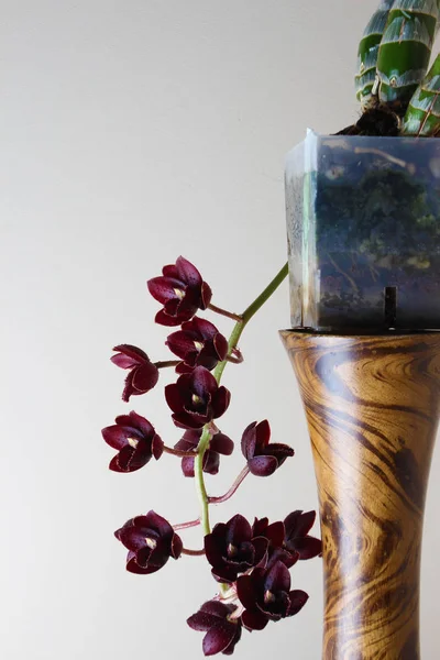 Orchidea Rossa Bordeaux Sfondo Chiaro Fredklarkeara Dark — Foto Stock
