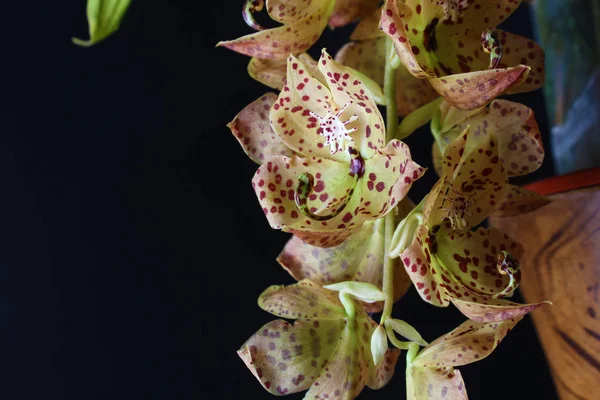 Орхидея Желтые Красные Пятна Черном Фоне Barthiorum Розовый Голубь — стоковое фото