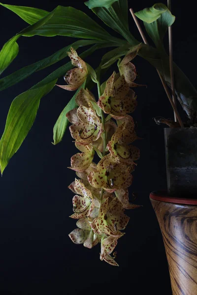 Orquídea Amarelo Vermelho Manchas Fundo Preto Barthiorum Rosa Pomba — Fotografia de Stock