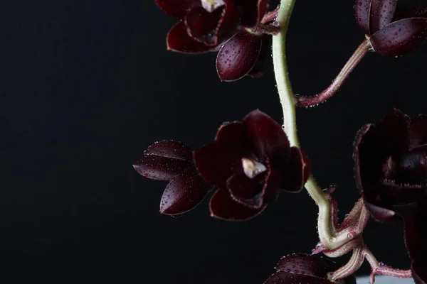 Burgundi Vörös Orchidea Sötét Fredklarkeara Miután Sötét Fekete Háttér — Stock Fotó