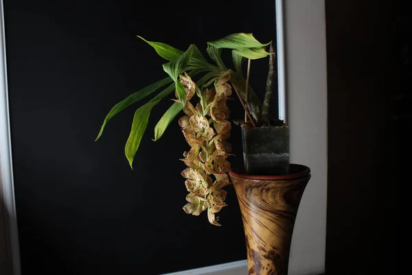 Орхидея Желтые Красные Пятна Черном Фоне Barthiorum Розовый Голубь — стоковое фото