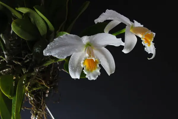 Orquídea sobre fondo negro — Foto de Stock