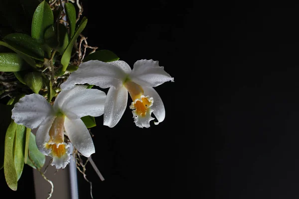 Orchid on a black background — Stock Photo, Image